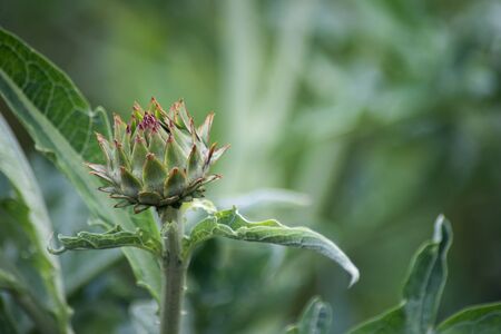 closeup of thistles  in a field at springの写真素材