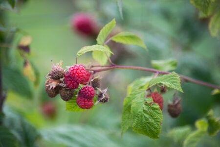 closeup of raspberries on branch in a field