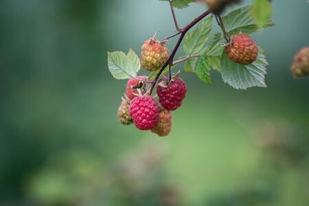 closeup of raspberries on branch in a field
