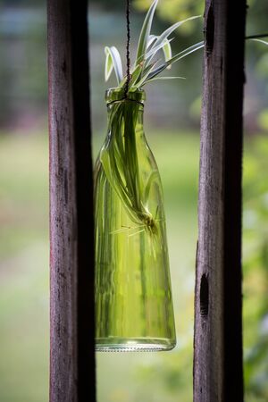 Closeup of suspended plant in a transparent bottle in the gardenの写真素材