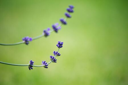 Closeup of lavender flowers in a fieldの写真素材