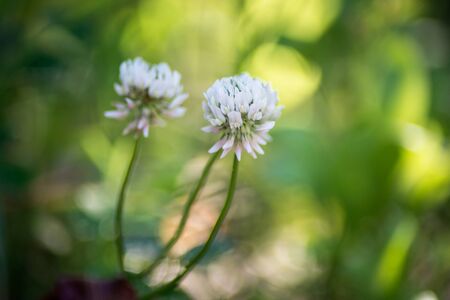 Closeup of white clover flowers in a meadowの写真素材