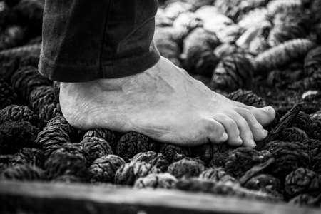 Closeup of bamboo forest in a japanese gardenの写真素材