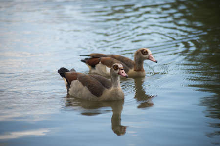 Couple of brown ducks swiming in the riverの写真素材