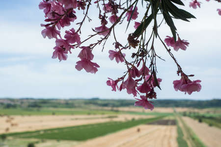 Closeup of pink nerium oleander flowers on rural landscape backgroundの写真素材