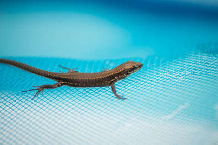 Portrait of little lizard lizard rescued from drowning in a swimming pool with landing net
