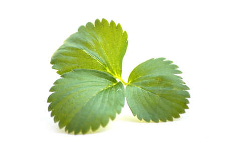 Closeup of Strawberry leaves on white background