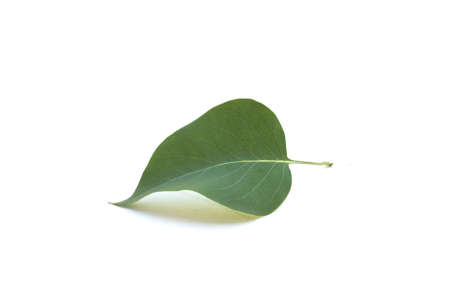 Closeup of Lilac leaf on white backgroundの写真素材