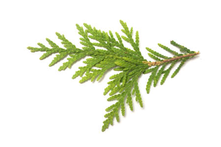 Closeup of cypress leaf on white background