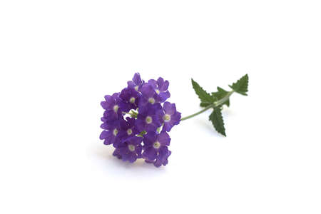 Closeup of purple lantana flower on white background