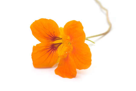 Closeup of orange colored  cress flower blossom on white backgroundの写真素材