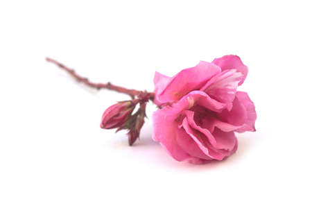 Closeup of pink flower of nerium oleander on white background