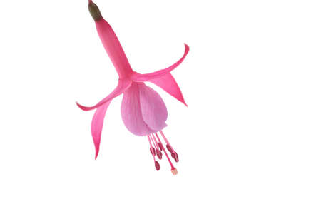 Closeup of pink flower of fuchsia blossom on white background.