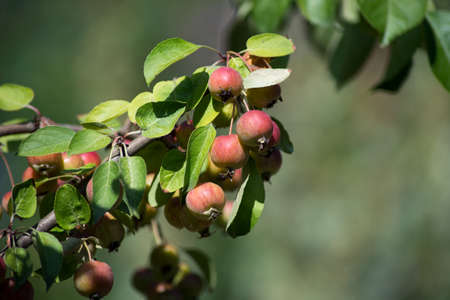 Closeup of mini apples on branch in a vegetable garden