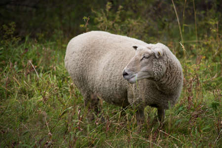 Portrait of sheep grazing in a meadow