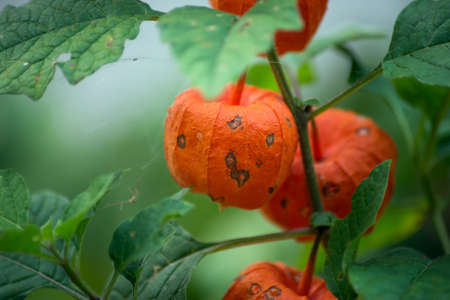 closeup of physallis plant in the gardenの写真素材