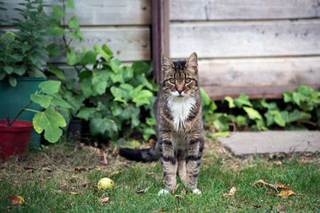 Portrait of stripped  hair cat standing in a gardenの写真素材