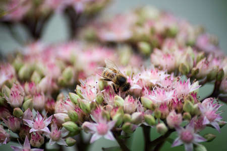 Closeup of bee on pink flowers in the garden