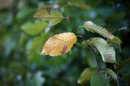 Closeup of autumnal leaves of hornbeam tree in the hedge