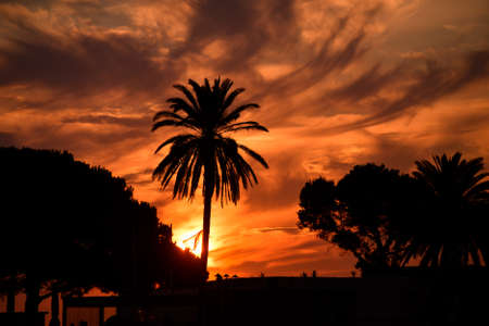 View of palm trees silhouettes on sunset backgroundの写真素材
