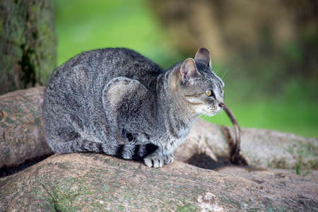Portrait of stipped cat sitting in a public garden near a beautiful treeの写真素材