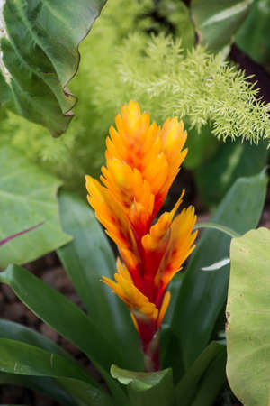 Closeup of orange flower of bromelia succulent plant in a public gardenの写真素材