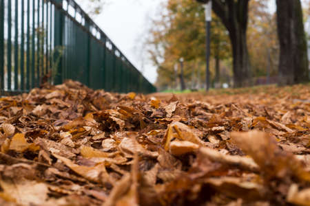 Closeup of autumnal leaves fallen on the floor in urban parkの写真素材