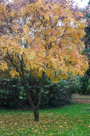 View of beautiful autumnal trees in Salvator Park in Mulhouse - France