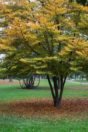 View of beautiful autumnal trees in Salvator Park in Mulhouse - France
