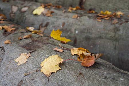 Clseup of autumnal leaves fallen on tree trunk in the forestの写真素材
