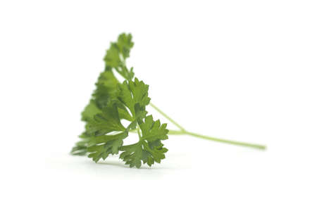Closeup of organic parsley leaf on white background