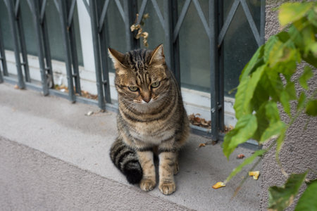 Portrait of stripped cat sitting at the window of house in the streetの写真素材