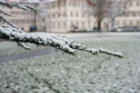 View of snow flakes on trees branches in a public gardenの写真素材