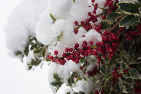 Closeup of holly berries on branches covered by the snow