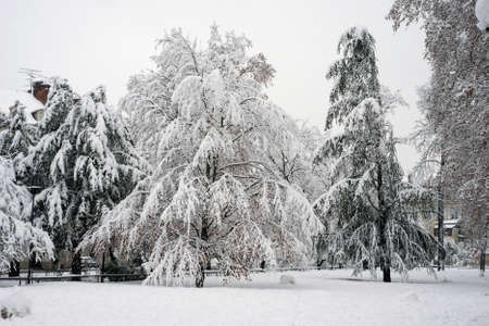 View of trees  in a public garden covered by the snowの写真素材