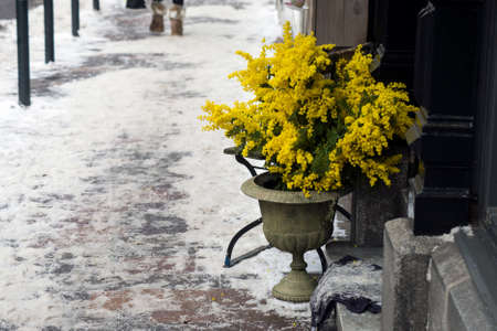 view of yellow flowers of mimosa bouquet in the street at the florist store frontの写真素材