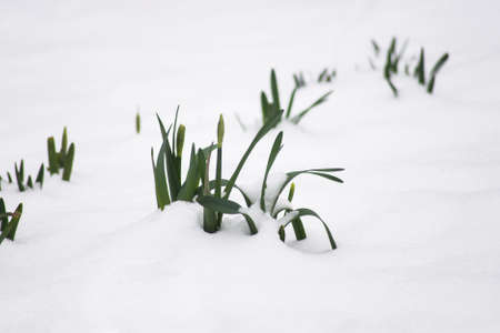 Closeup of dafodils leaves growing in the snow in a public gardenの写真素材