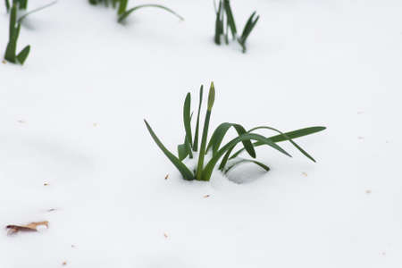 Closeup of dafodils leaves growing in the snow in a public gardenの写真素材