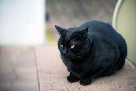 Portrait of black cat sitting in the streetの写真素材