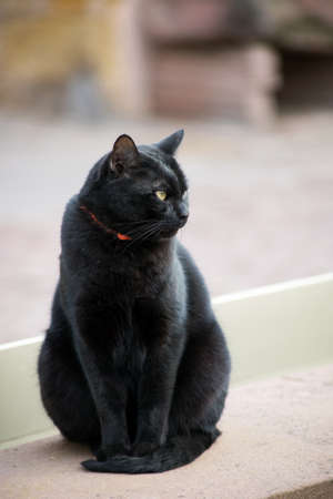 Portrait of black cat standing in the streetの写真素材