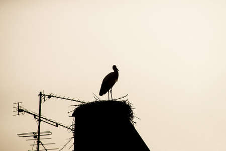 silhouette of wild stork in nest on the house roof by sunset