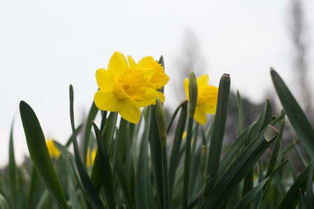 Closeup of yellow daffodils flowers in a public gardenの写真素材