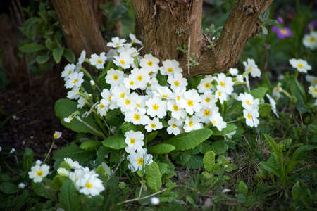 Closeup of white  primroses in the grass in a public garden