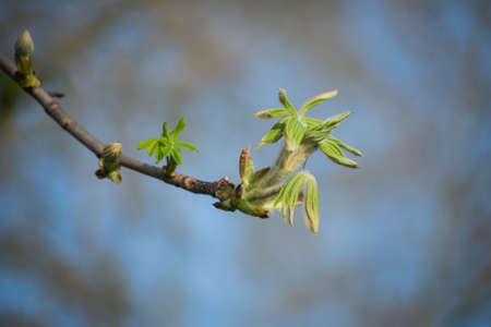 Closeup of horse chestnut leaves growing at springの写真素材