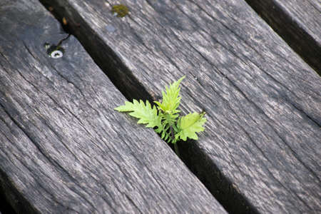 Closeup of wild plant growing through the planks of a wooden terraceの写真素材