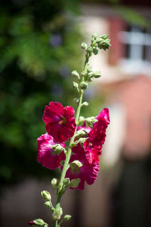 Closeup of pink hollyhock flowers in the street
