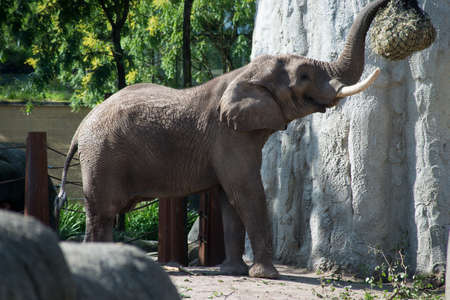 Portrait of african elephant walking in a zoological parkの写真素材