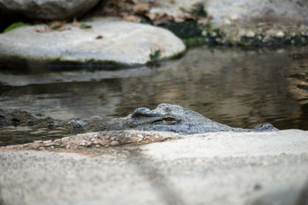 Portrait of crocodile in the waterの写真素材