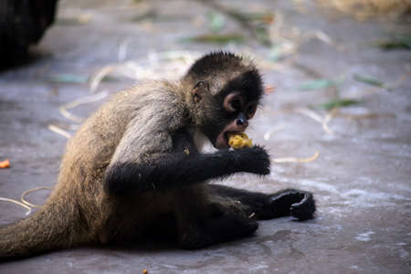 Portrait of baby monkey eating in a zoologic park