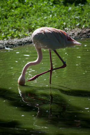 Portrait of pink flamingo standing in the waterの写真素材